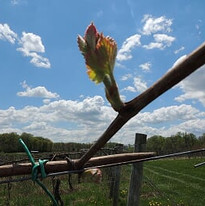 Website Vineyard Bud.JPG