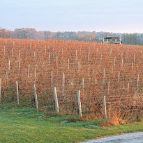 Website Fall (4).JPG