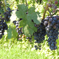 Website Cabernet Franc.JPG