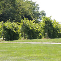 Website Chambourcin.JPG