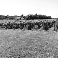Website Vineyard B&W.JPG