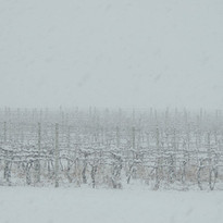 Website Vineyard Snow.JPG